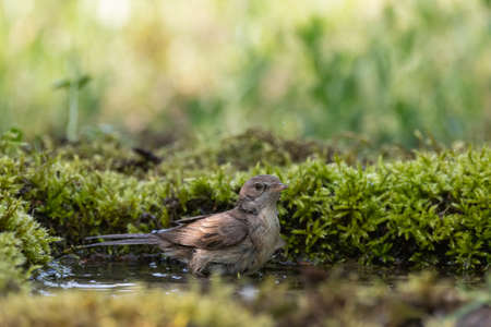Whitethroat Sylvia communis in the wild nature, bathing bird.の写真素材