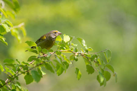European Greenfinch Carduelis chloris. Greenfinch close up.の写真素材