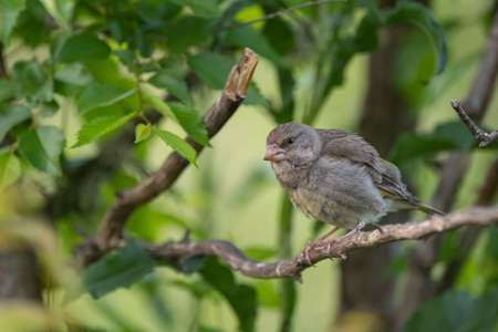 European greenfinch Chloris chloride is a small songbird.の写真素材