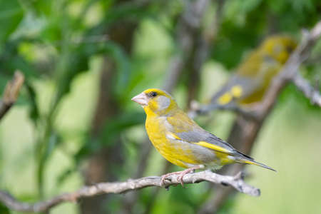 European Greenfinch Carduelis chloris. Greenfinch sits on branch.