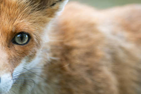 Head of a red fox Vulpes vulpes. Close up.の写真素材