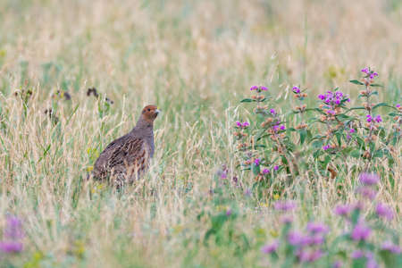 Gray partridge, Perdix perdix, single bird on grass.の写真素材