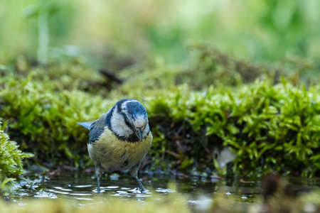 Blue tit Cyanides caeruleus stands in the water.の写真素材