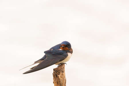 Barn swallow Hirundo rustica in the wild.