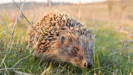 Hedgehog, wild animal close up. Wildlife Concept.の写真素材