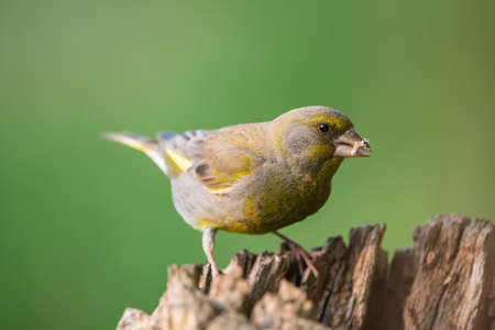 European greenfinch Chloris chloride is a small songbird.の写真素材