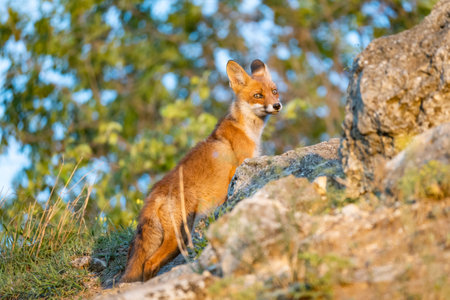 Portrait red fox cub Vulpes vulpes in the wild.の写真素材