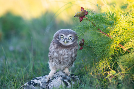 Little Owl, Athene noctua. Portrait owlet bird in the wild.の写真素材