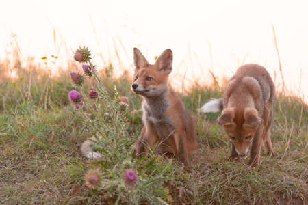 Portrait two red fox cub Vulpes vulpes in the wild.の写真素材