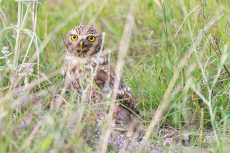 Bird Little owl Athene noctua hiding in the grass.の写真素材