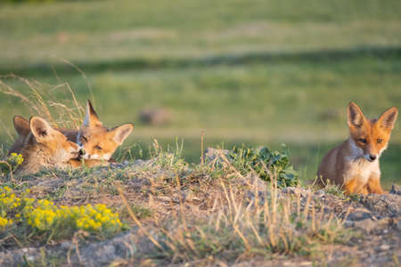 Portrait of a red fox cub Vulpes vulpes in the wild.の写真素材
