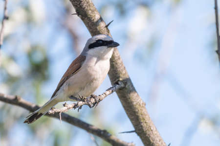 Bird Red-backed Shrike, Lanius collurio. In the wild.の写真素材