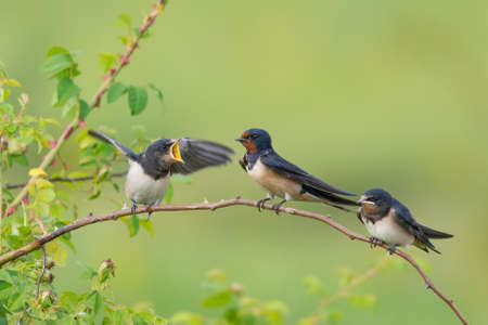 Barn Swallow Hirundo rustica youngsters sitting and waiting for food.の写真素材