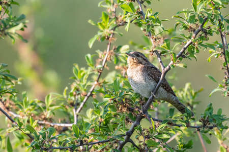 Bird Wryneck Jynx torquilla in the habitat.