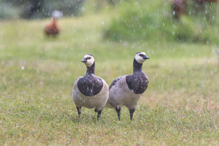 Bird Barnacle Goose Branta Leucopsis. Two birds in a meadow in the rain.の写真素材