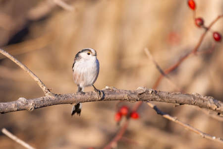 Long tailed tit in natural habitat, aegithalos caudatus.の写真素材