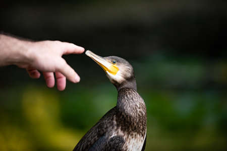Cormorant, Phalacrocorax carbo. A man's hand reaches for the cormorant's beak.の写真素材