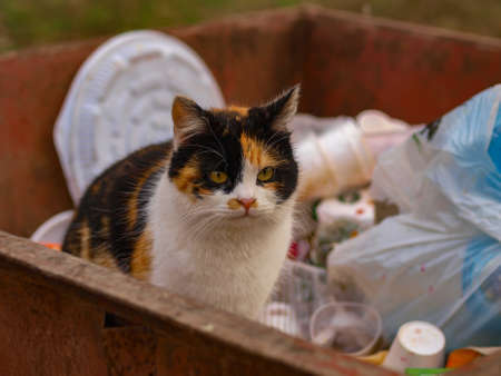 Cat sit in the trash can. Concept of protection of stray animals.