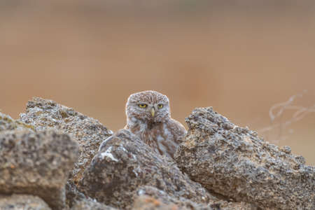 Little owl Athene noctua sitting on a stone and looks forward.の写真素材
