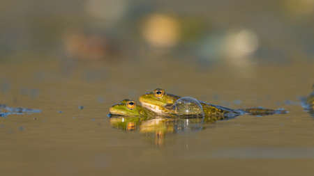 Green frog Pelophylax ridibundus mating in the habitat.の写真素材