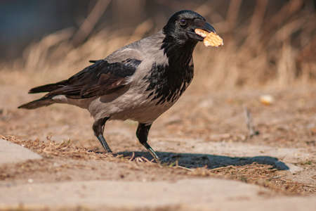 The hooded crow Corvus cornix is a species of bird in the genus Corvus. Gray Crow with a cookie in his beak.の写真素材