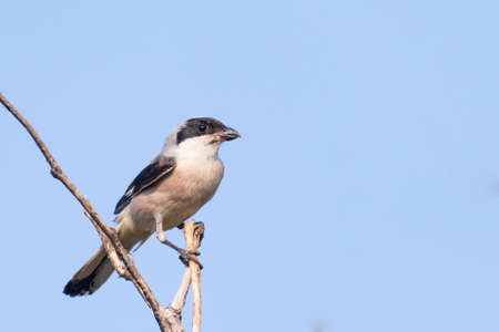 Lesser Gray Shrike, Lanius minor. In the wild.の写真素材