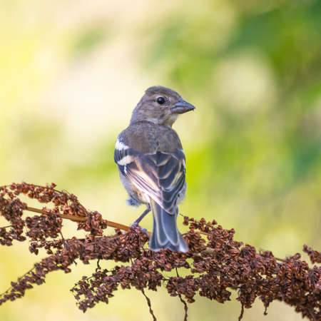 Young Common Chaffinch Fringilla coelebs in the wild.の写真素材