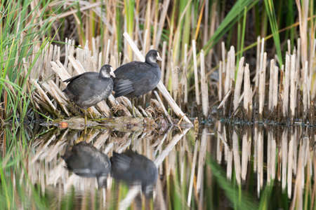 Eurasian Coot Fulica atra. Two young coots in the habitat.の写真素材