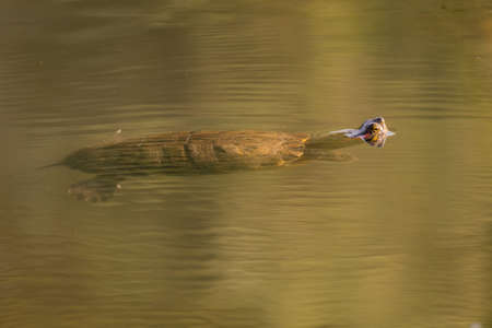 A red-eared slider turtle, Trachemys scripta elegans swims in a lake in the summer sun.