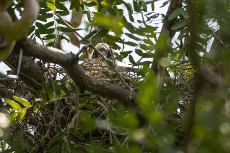 Eurasian hobby Falco subbuteo, is a small bird of prey from the family of falcons. A small chick in...