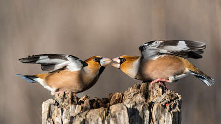 Hawfinch Coccothraustes coccothraustes. Songbirds fight on the feeder for food in winter.の写真素材