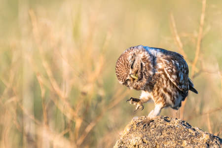 Little owl in natural habitat Athene noctua. Close up.の写真素材