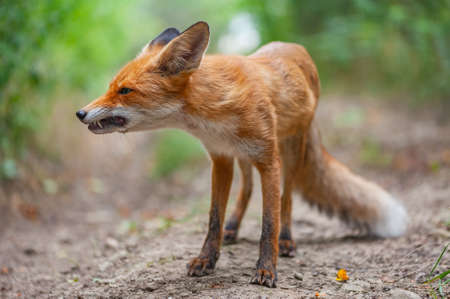 Portrait of a red fox Vulpes vulpes on a beautiful background.の写真素材
