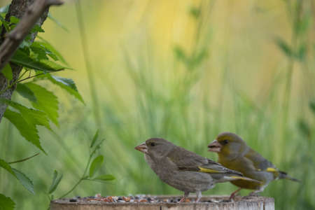 European greenfinch Chloris chloride is a small songbird.の写真素材
