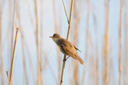 Bird great reed warbler Acrocephalus arundinaceus. In the wild.の写真素材