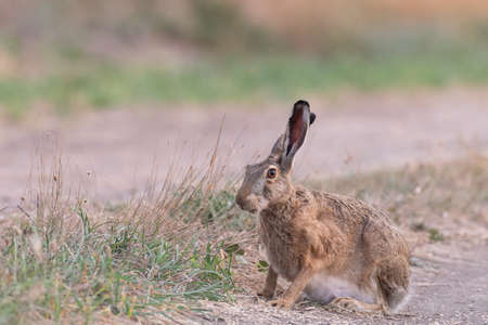 Wild European Hare Lepus Europaeus. Close up on a country road.