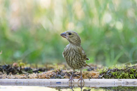 Young European greenfinch bird Chloris chloris in the wild.の写真素材