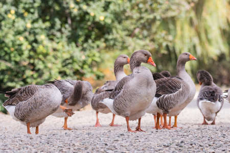 A flock of domestic geese on a hot sunny summer day.の写真素材