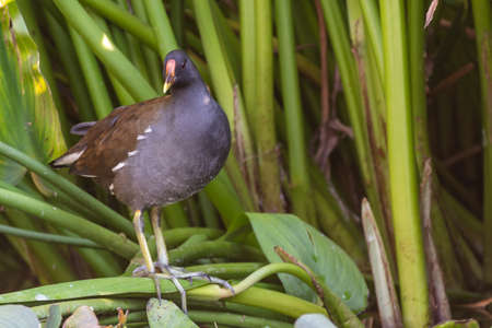 Common moorhen Gallinula chloropus it hides in the leaves of a water lily.の写真素材