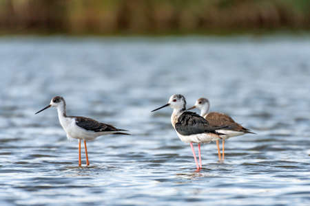 Bird Black-winged Stilt Himantopus himantopus. Young bird close up.の写真素材