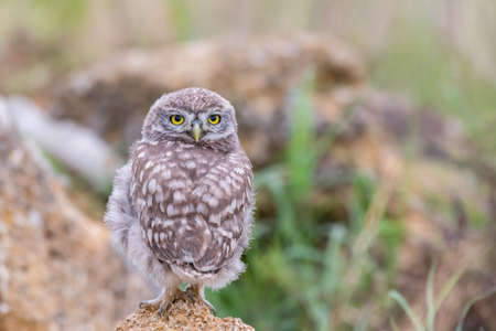 Young Little owl, Athene noctua, stands on a stone with his head turned and looks at the camera.の写真素材
