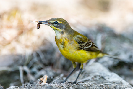 Yellow Wagtail, Motacilla flava. A bird with an insect in its beak.の写真素材