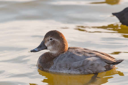 Female of common Pochard Aythya ferina. In the wild.の写真素材