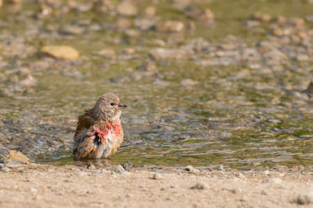 Common linnet Linaria cannabina bathing with water Colorful eurasian linnet taking a bath and drinking water.の写真素材