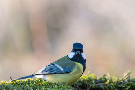 Great tit Parus major in the wild. A bird in an autumn forest sitting on moss, side view, turning its head and looking into the camera.の写真素材