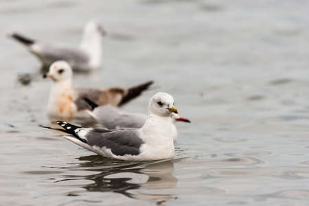 Common gull, Larus canus, bird in water. Wild nature. The bird is resting on the water.