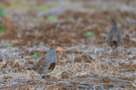 Partridge. Warm colors nature background. Gray Partridge. Perdix perdix.の写真素材