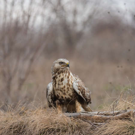 Winter scene with birds of prey .. Rough-legged Buzzard, Buteo lagopus. Buzzard in the forest. Front view.の写真素材