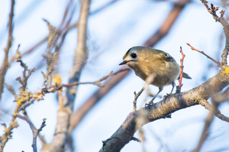 Goldcrest, Regulus regulus. Wild bird in a natural habitat. Wildlife Photography.の写真素材
