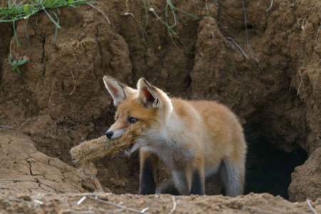 Little fox holds the paw of a hare in its mouth. Vulpes vulpes close up.の写真素材